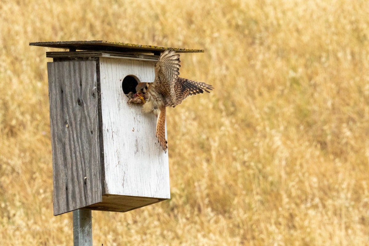 American Kestrel - ML620648999