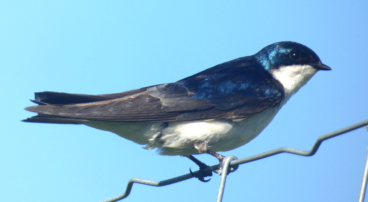 Tree Swallow - ML620649001