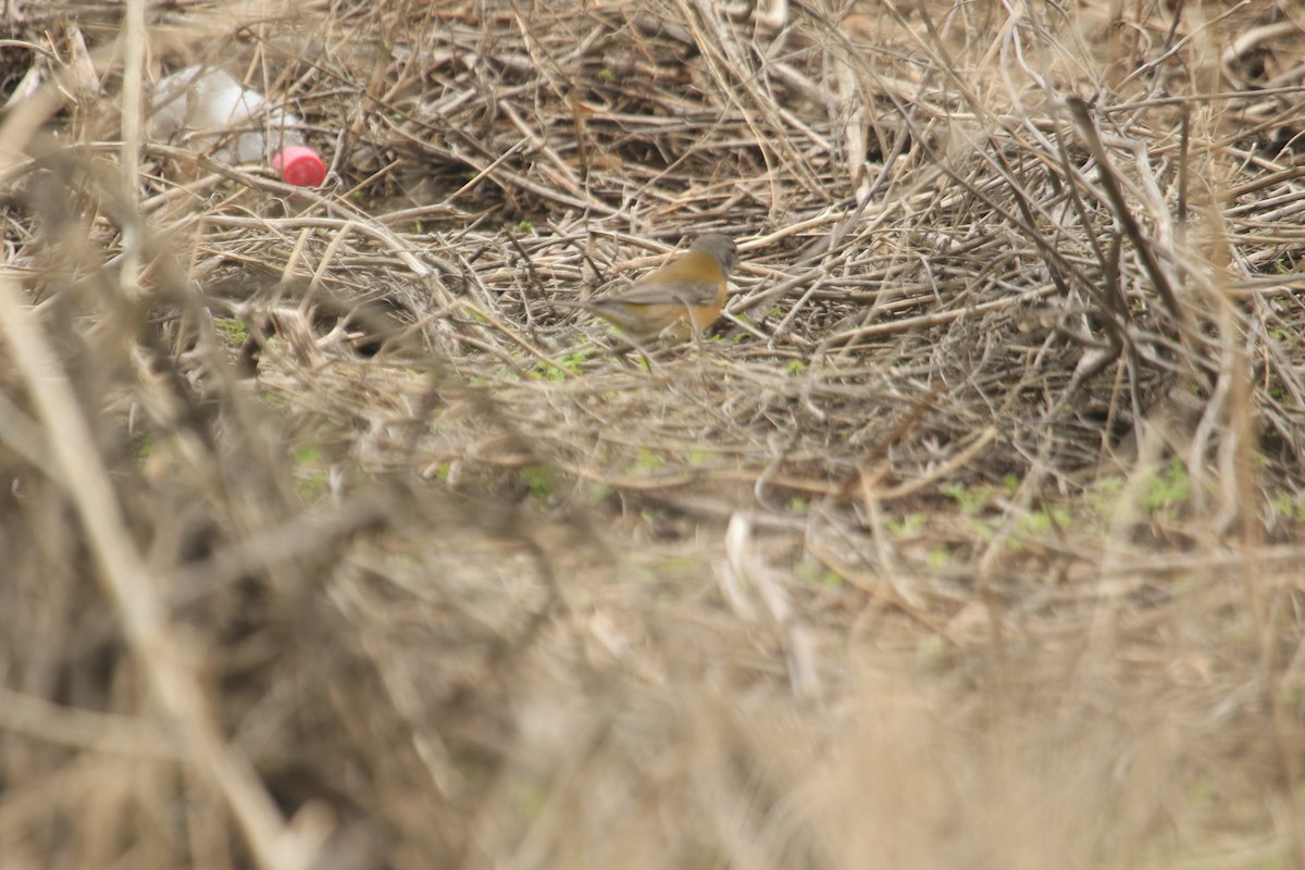 Gray-hooded Sierra Finch - ML620649004