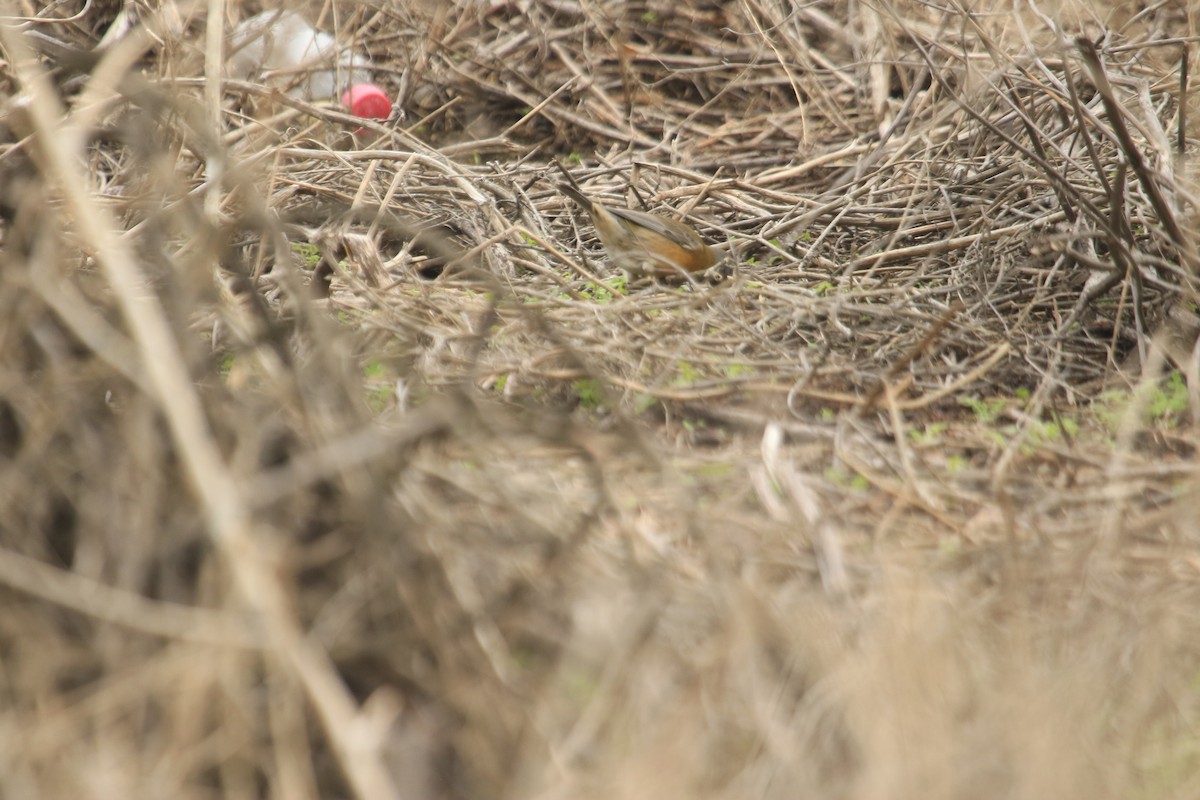 Gray-hooded Sierra Finch - ML620649005