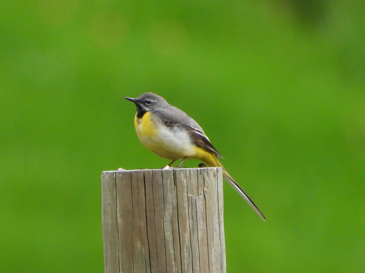 Gray Wagtail - ML620649008