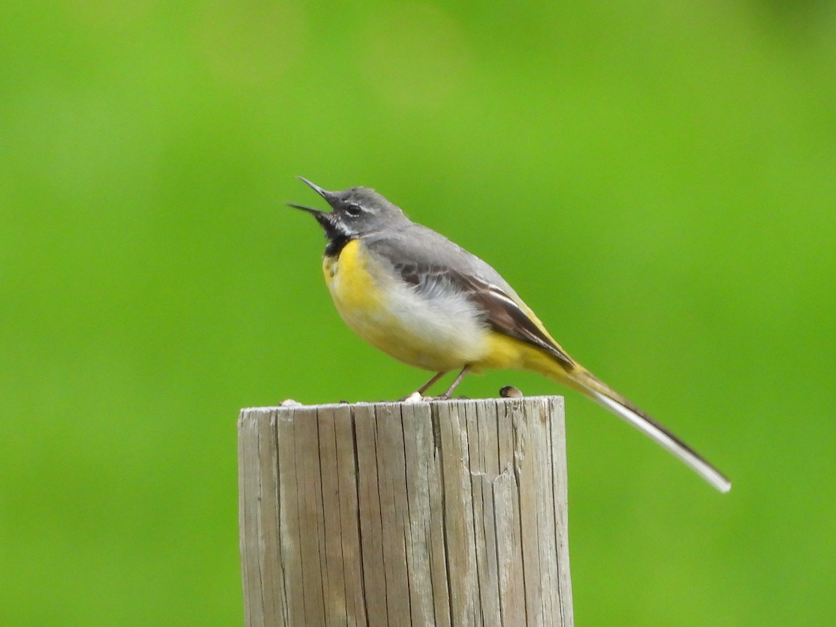 Gray Wagtail - ML620649009