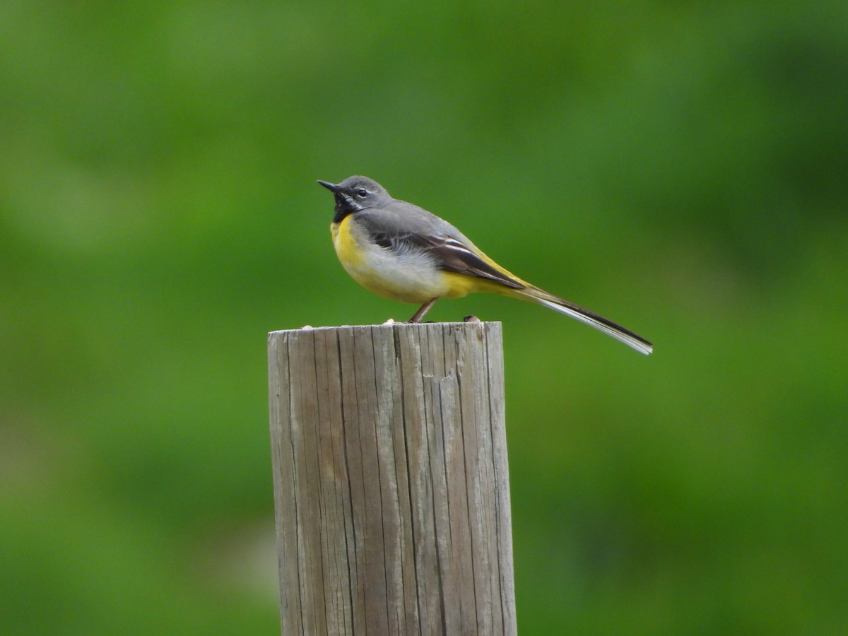 Gray Wagtail - ML620649010