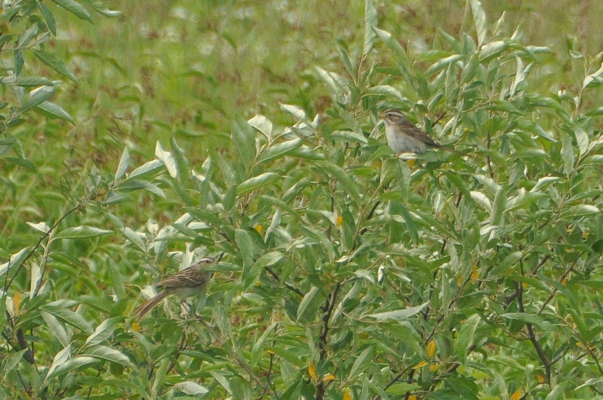 Clay-colored Sparrow - Sam Collins