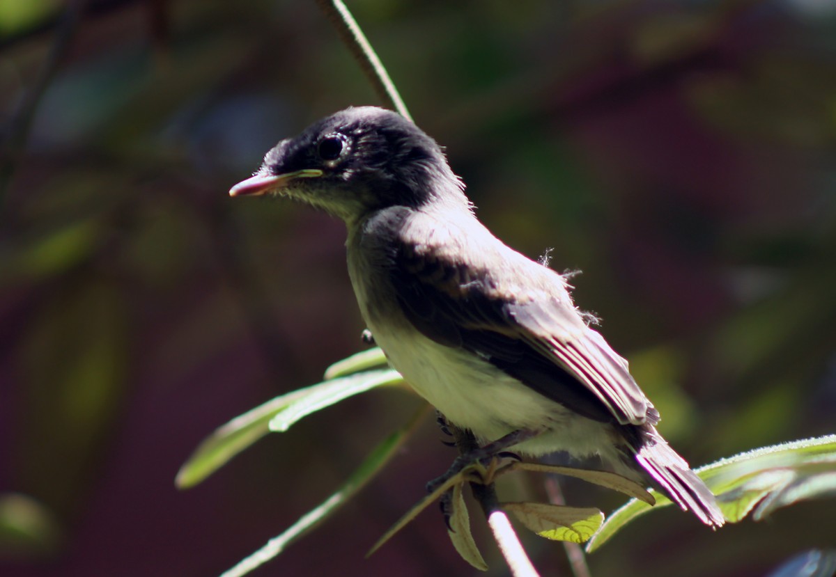 Eastern Phoebe - ML620649023