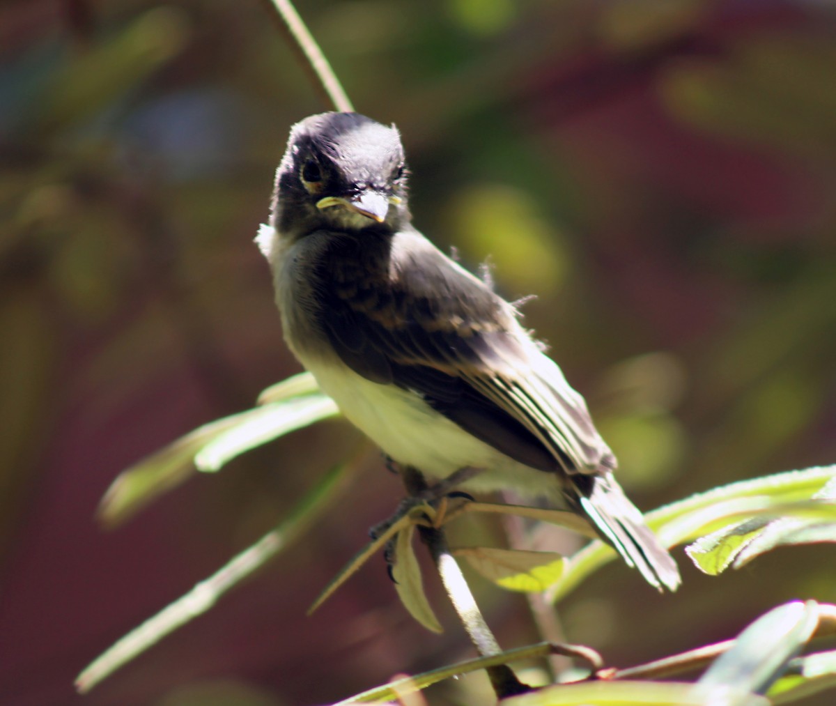 Eastern Phoebe - ML620649024