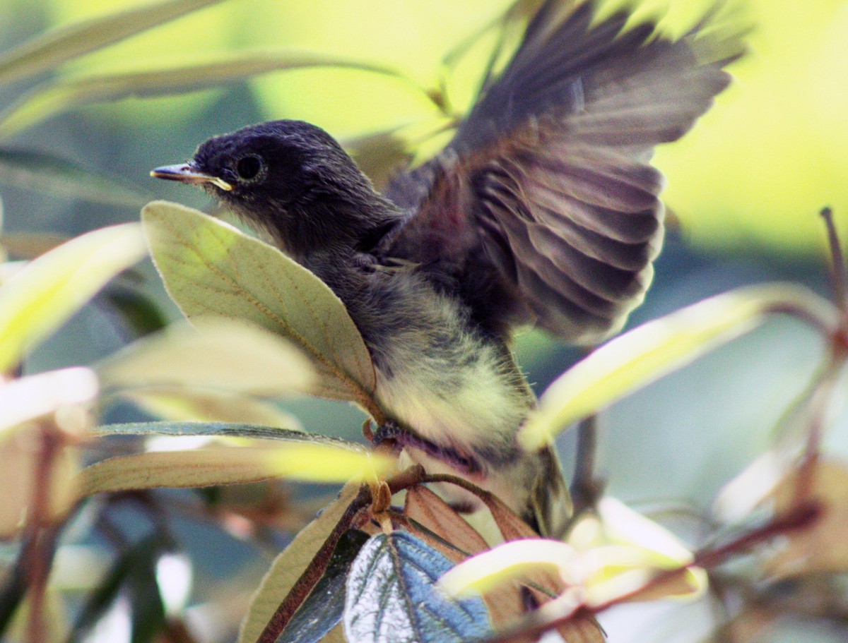 Eastern Phoebe - ML620649025