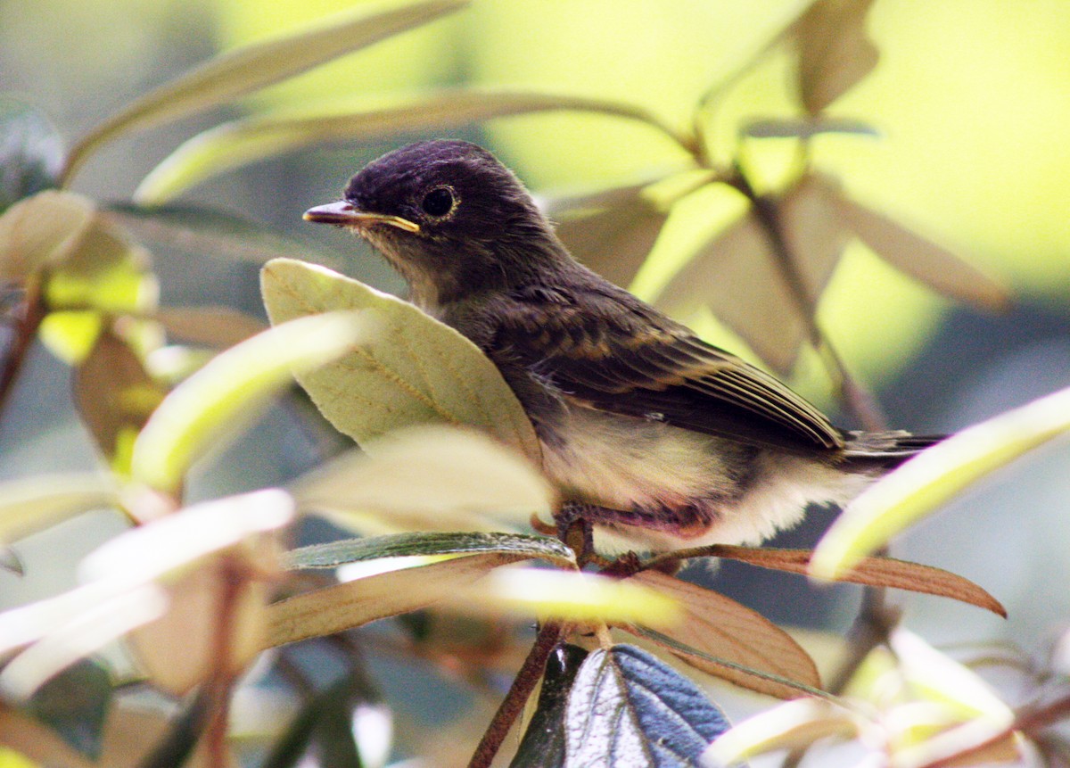 Eastern Phoebe - Pam Owen