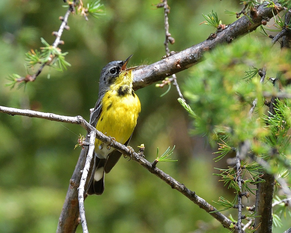 Magnolia Warbler - Pierre Noel