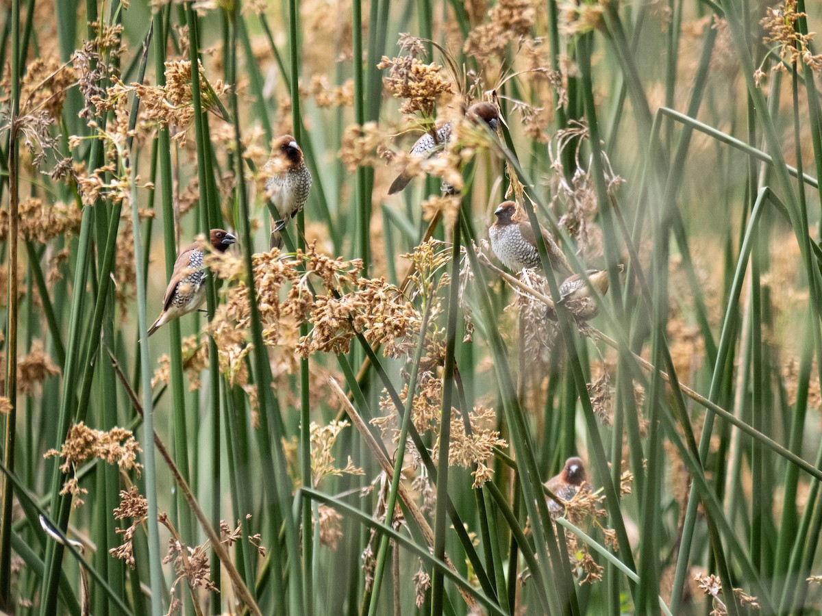 Scaly-breasted Munia - ML620649031