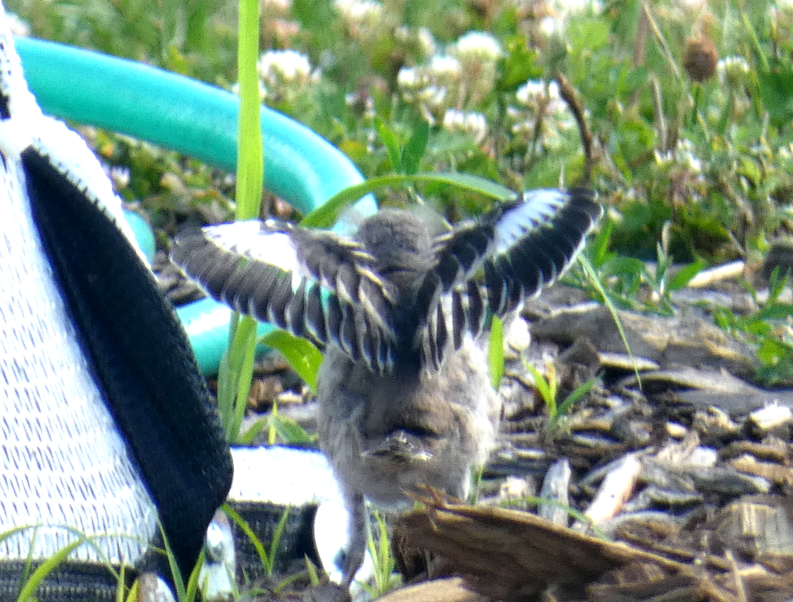 Northern Mockingbird - ML620649033