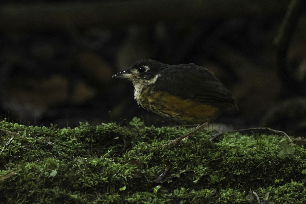 White-lored Antpitta - ML620649038