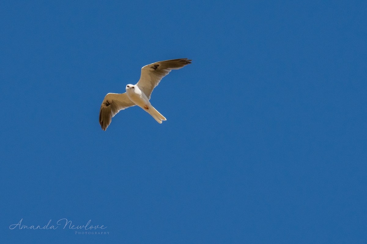 White-tailed Kite - ML620649041