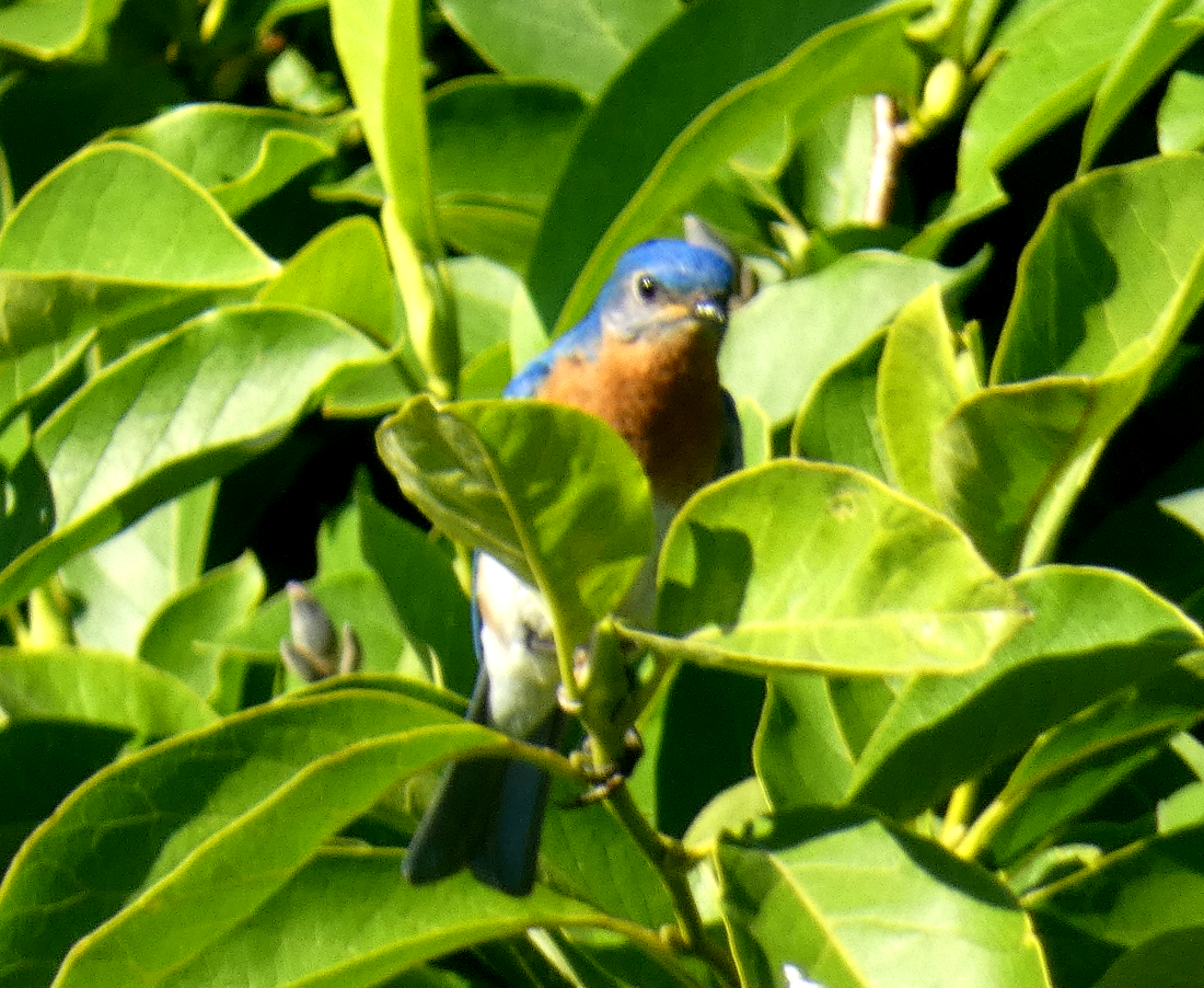 Eastern Bluebird - ML620649042