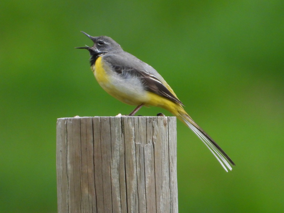 Gray Wagtail - ML620649044