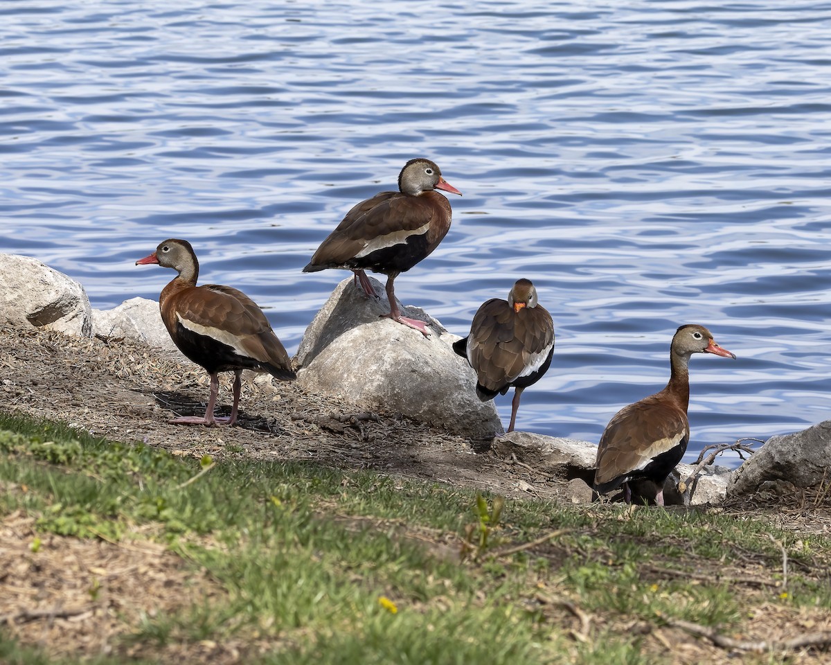 Black-bellied Whistling-Duck - ML620649050