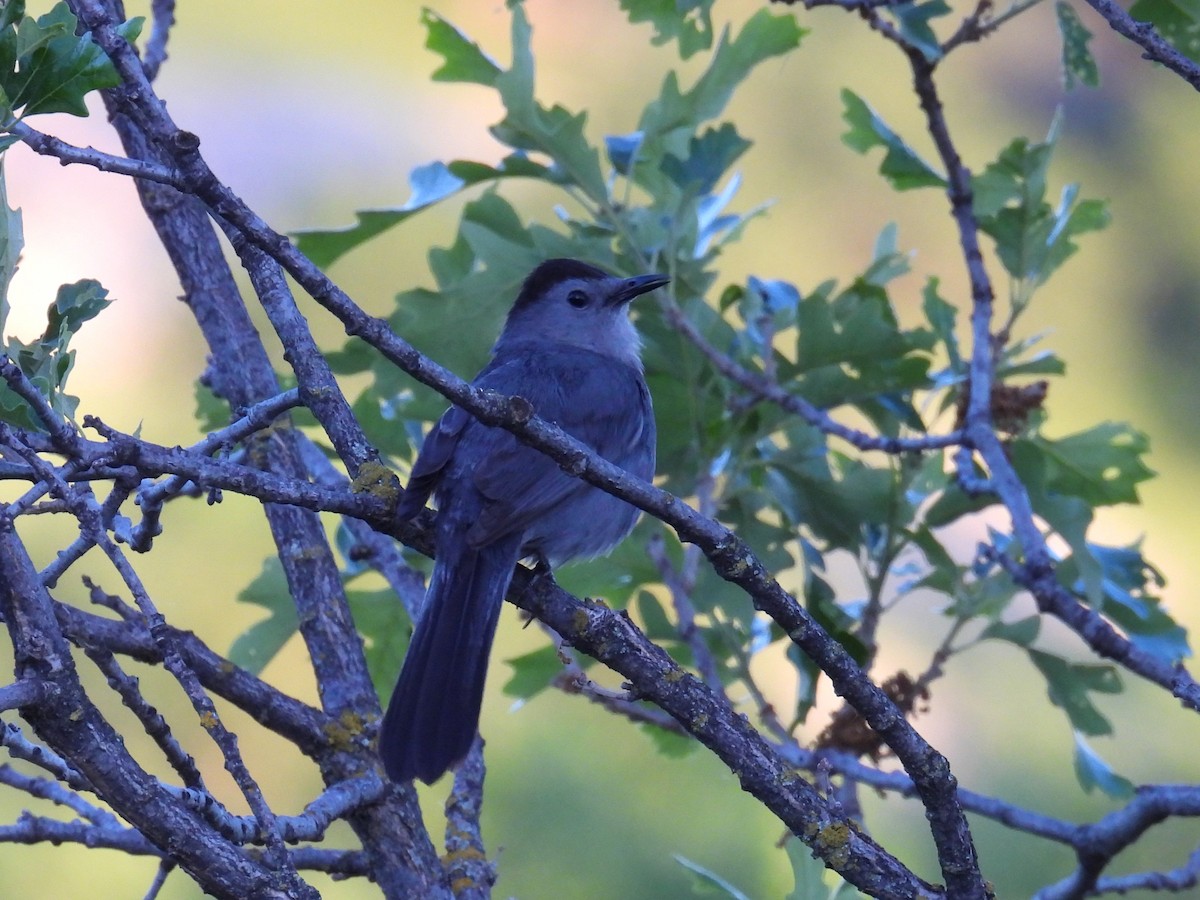 Gray Catbird - ML620649051