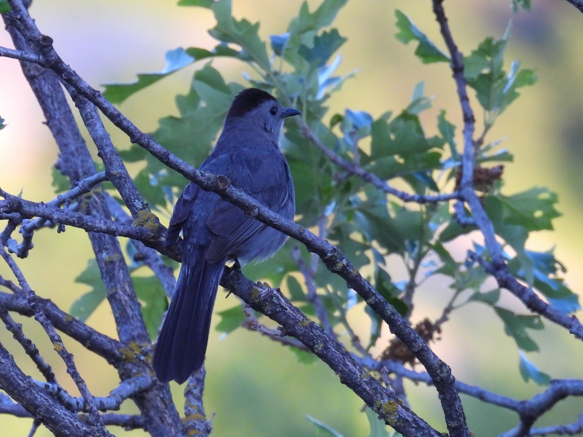 Gray Catbird - ML620649052