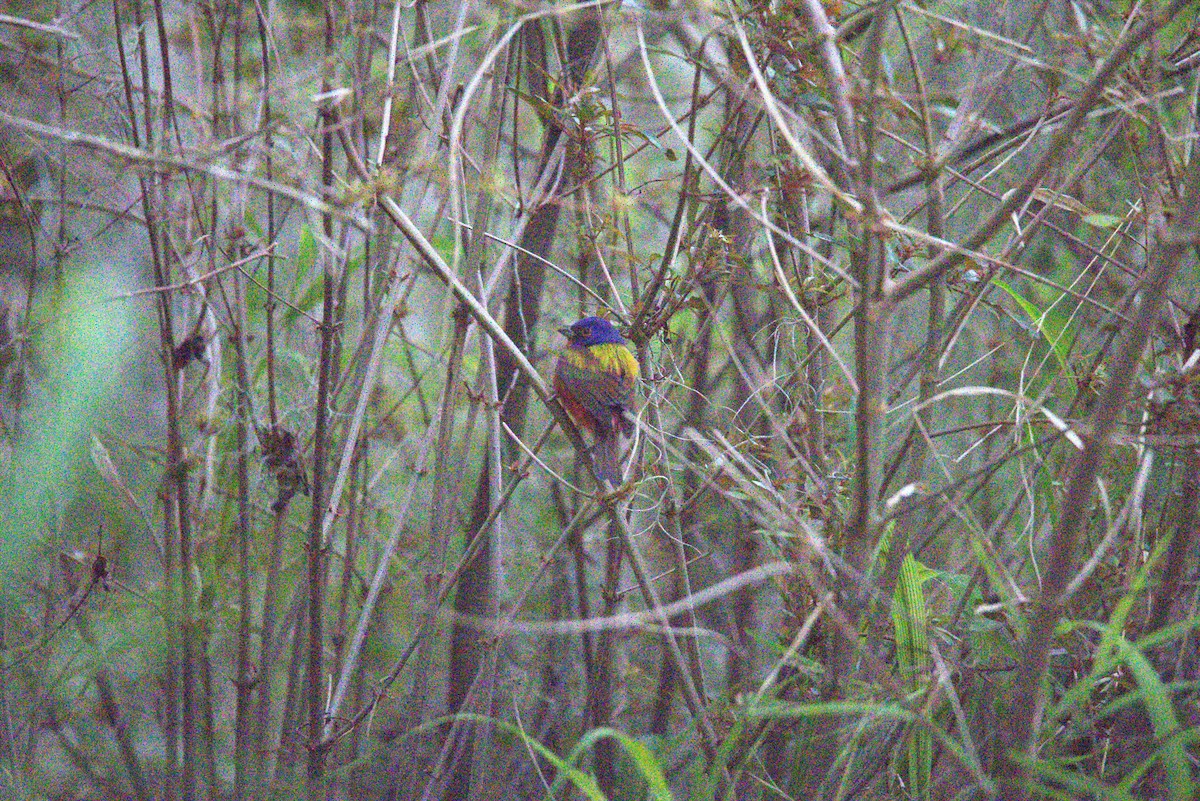 Painted Bunting - ML620649053