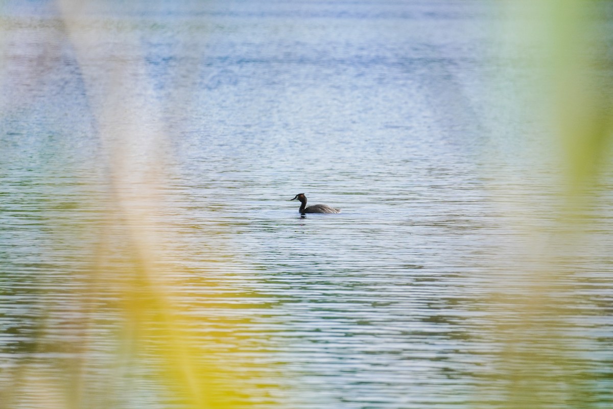 Great Crested Grebe - ML620649056