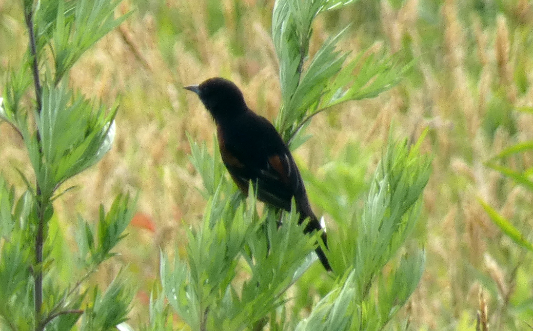 Orchard Oriole - ML620649059