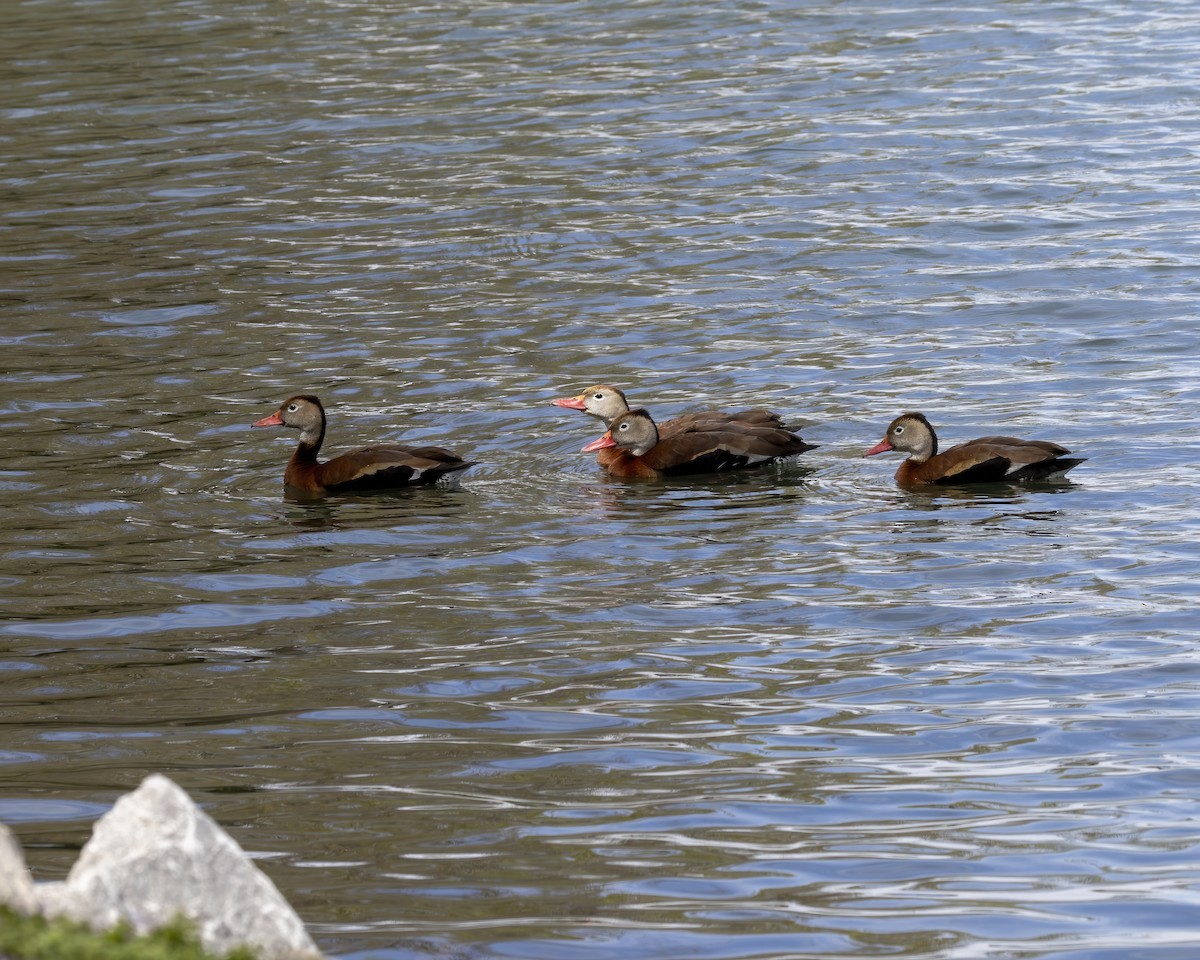 Black-bellied Whistling-Duck - ML620649060