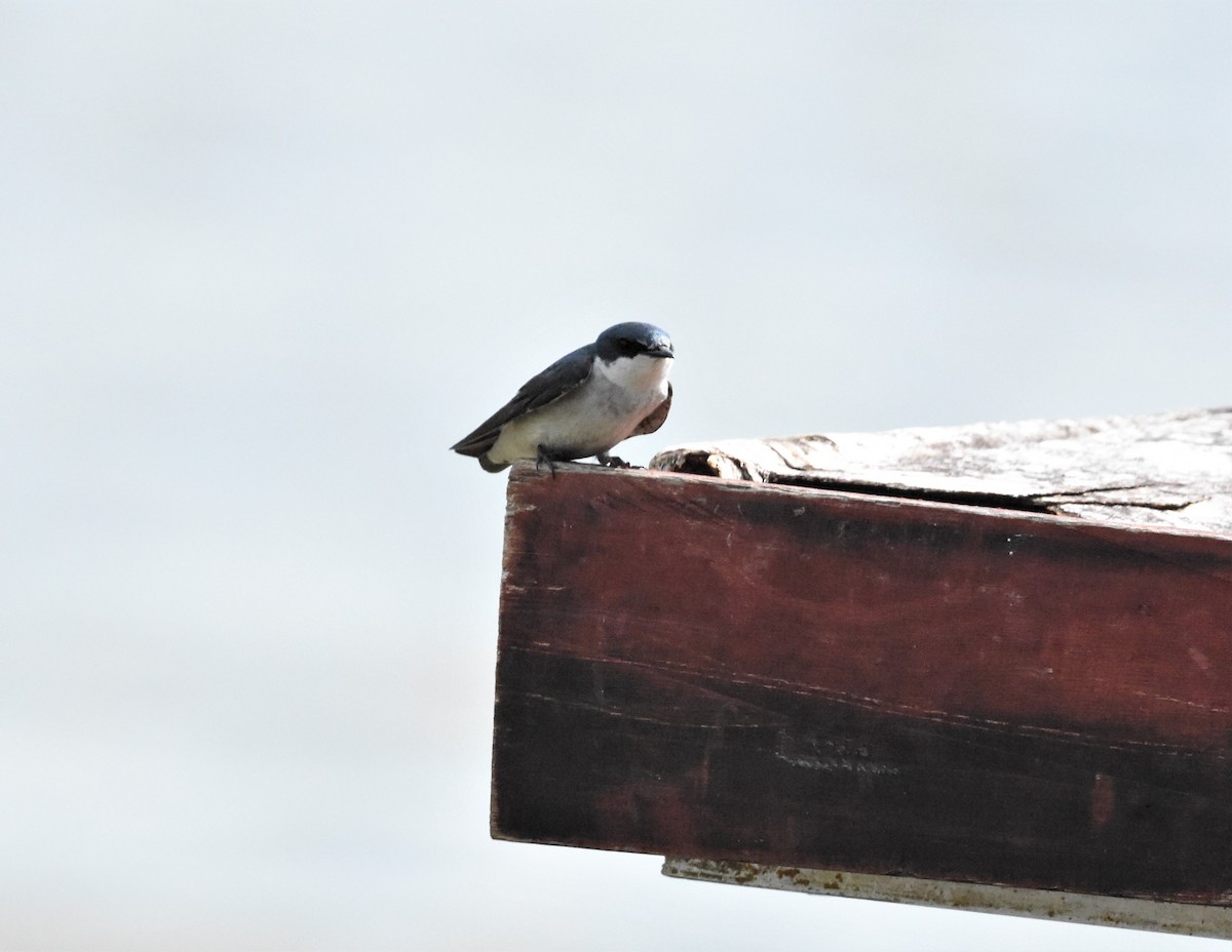 Mangrove Swallow - ML620649065