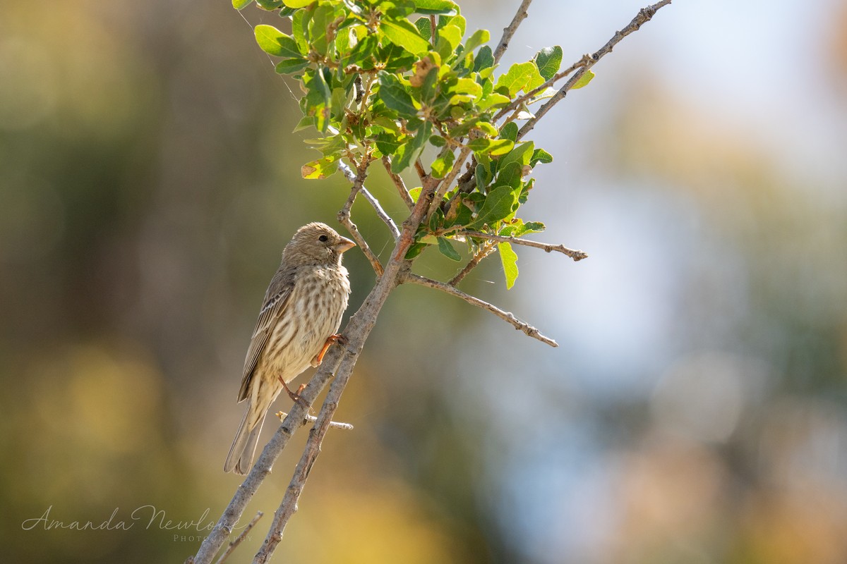 House Finch - Amanda Newlove