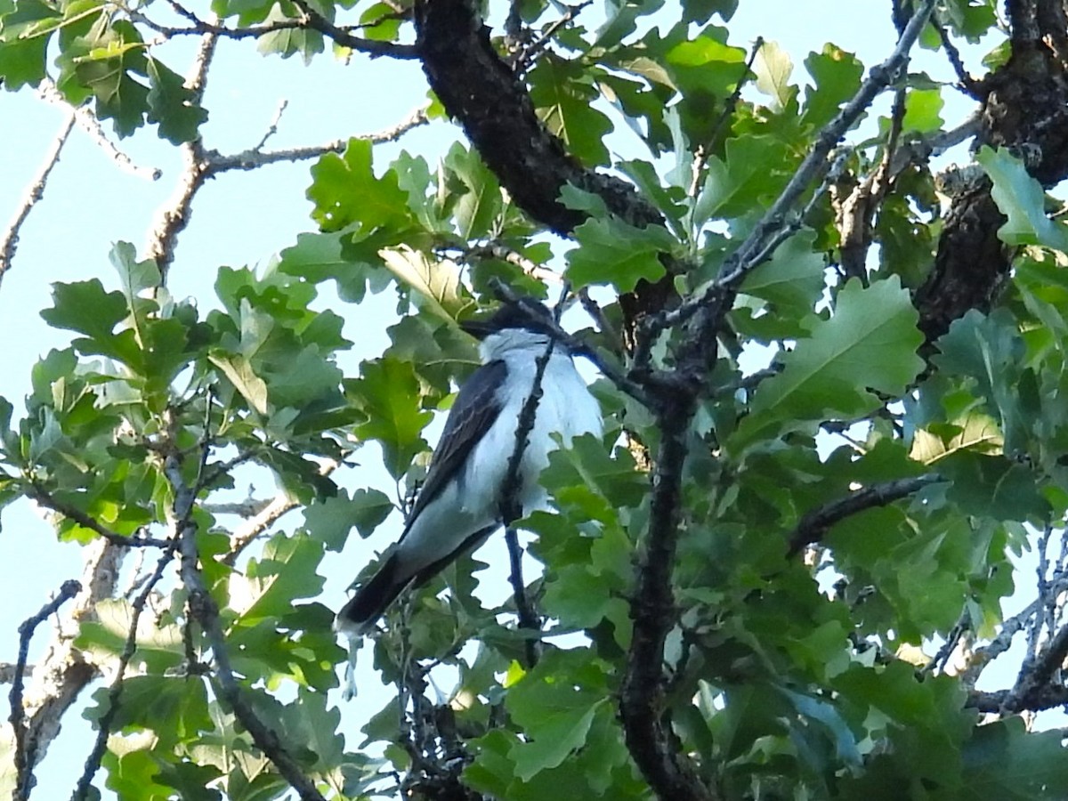 Eastern Kingbird - ML620649068