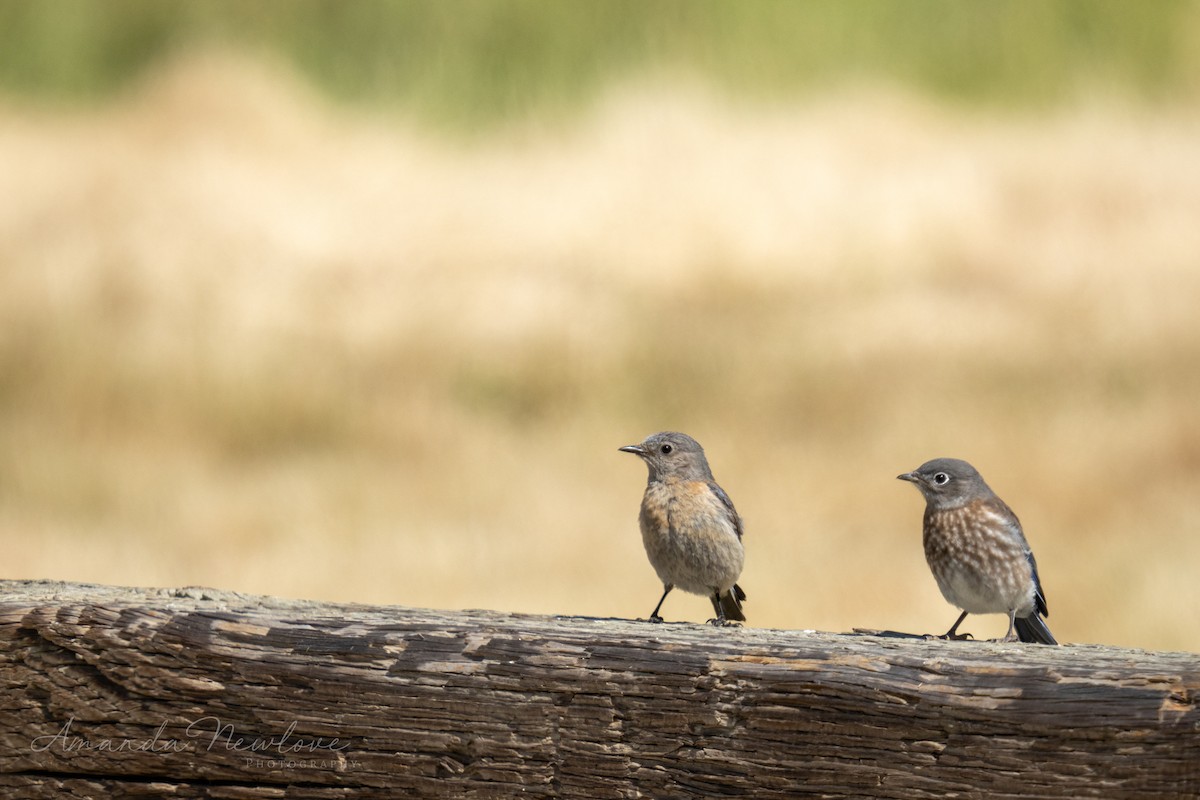 Western Bluebird - ML620649071