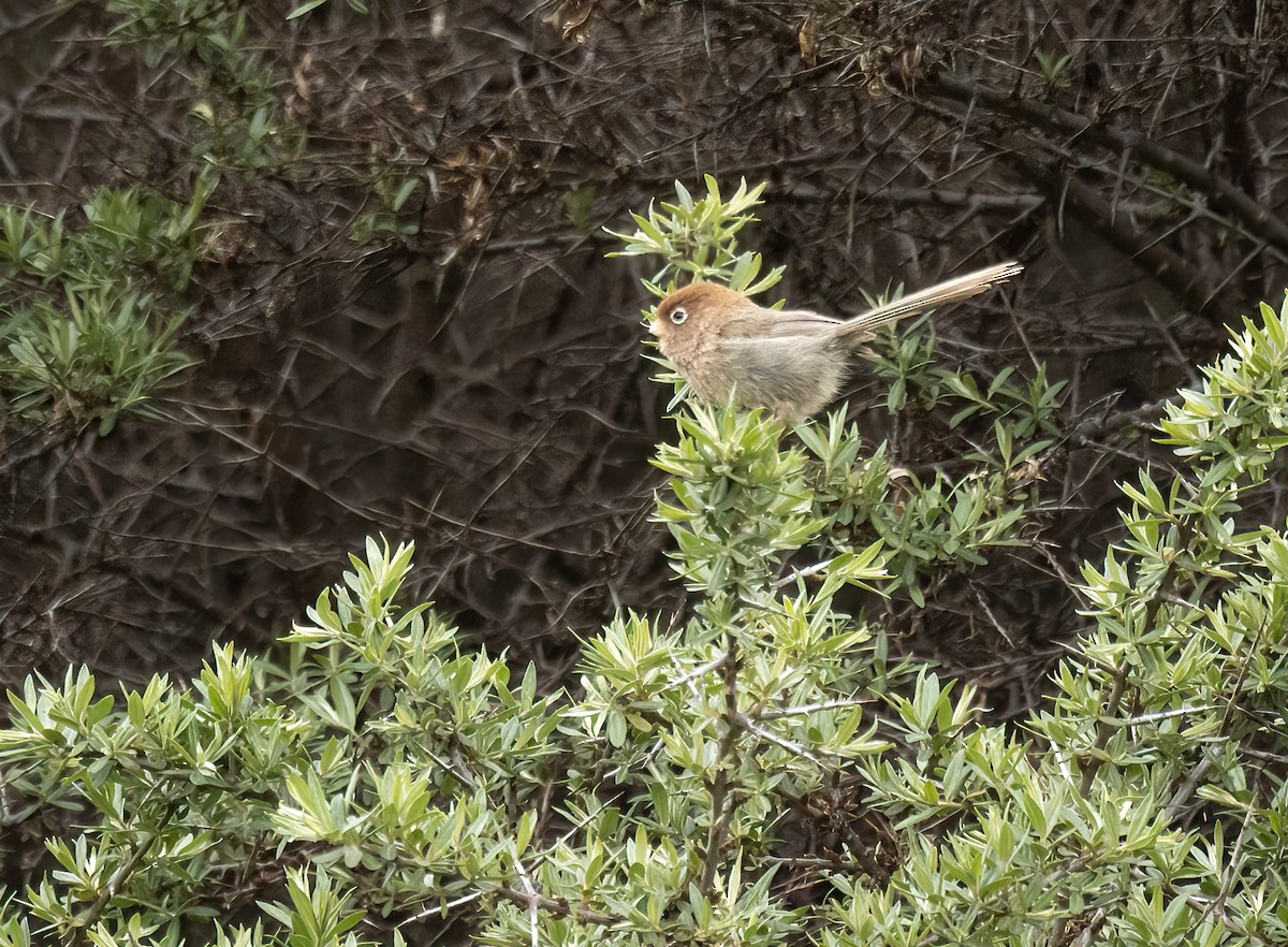 Paradoxornis à lunettes - ML620649072