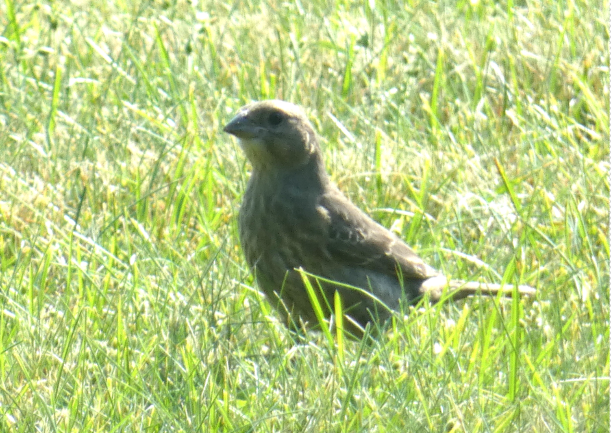 Brown-headed Cowbird - ML620649077