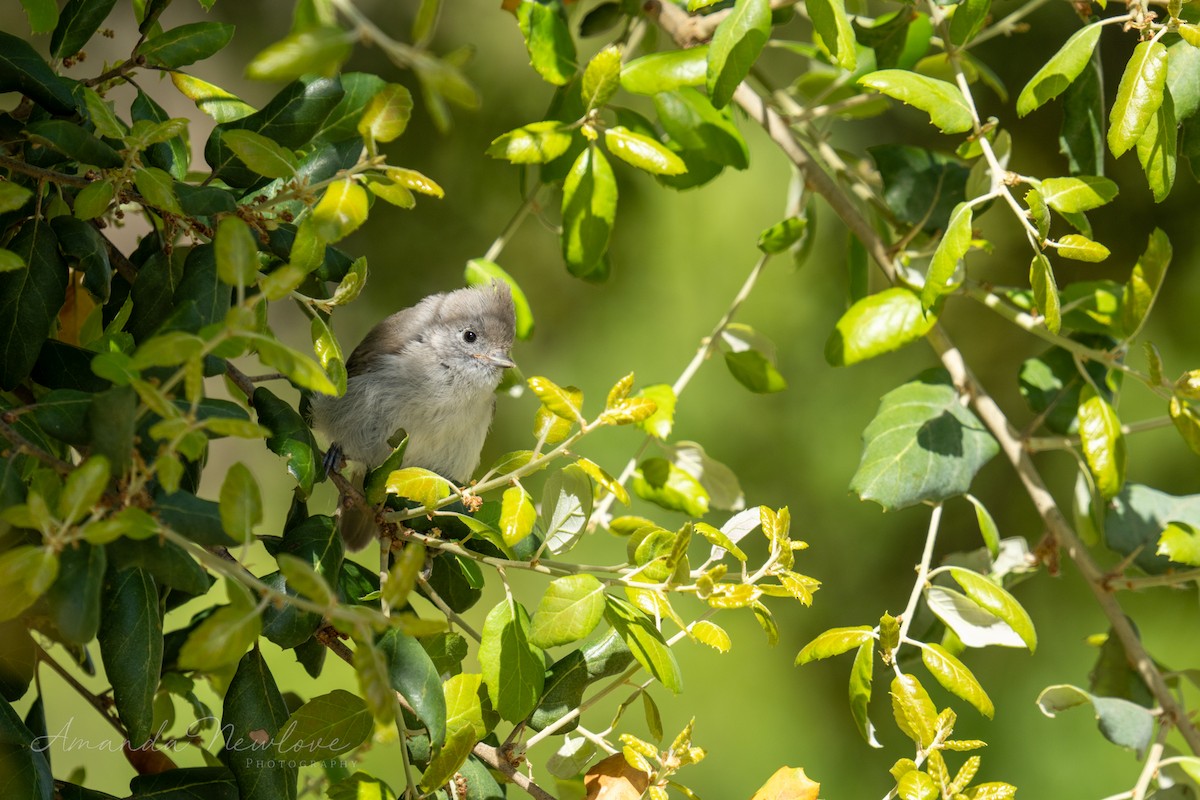 Oak Titmouse - ML620649079