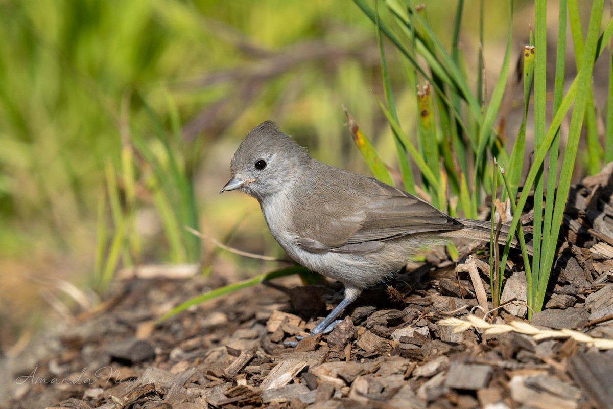 Oak Titmouse - ML620649081