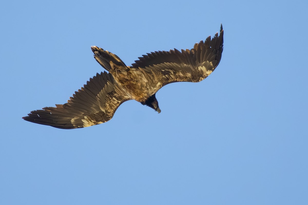 Bearded Vulture - Kubilay Kaplan