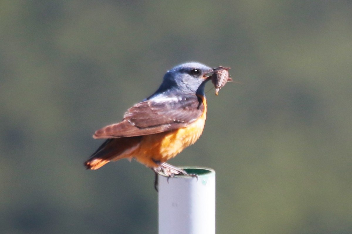 Rufous-tailed Rock-Thrush - ML620649088