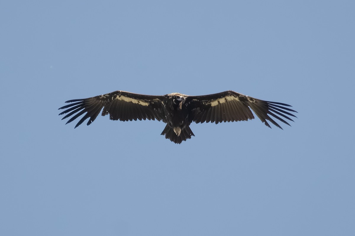 Cinereous Vulture - ML620649089