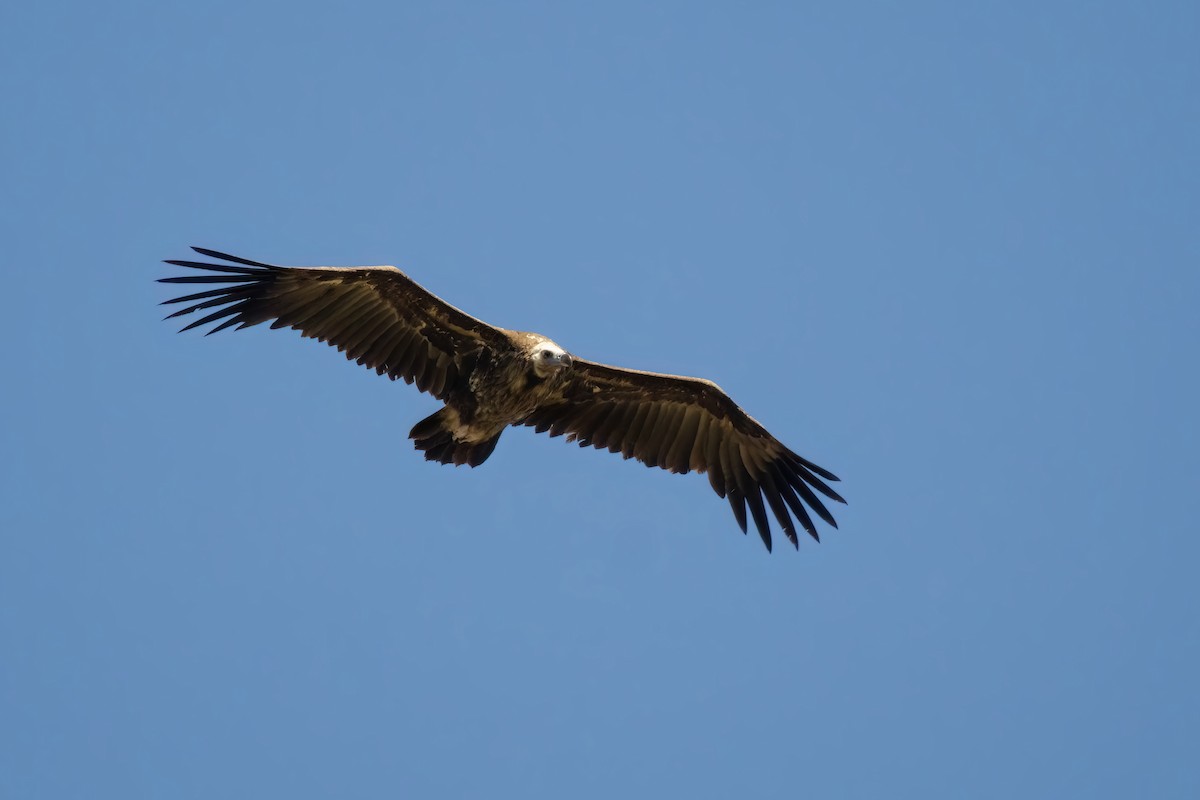 Cinereous Vulture - ML620649090