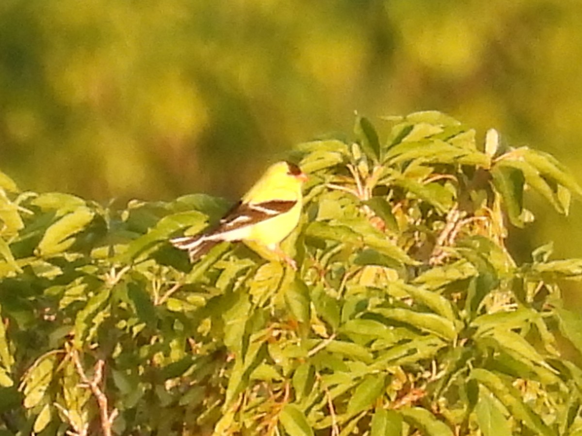 American Goldfinch - ML620649091