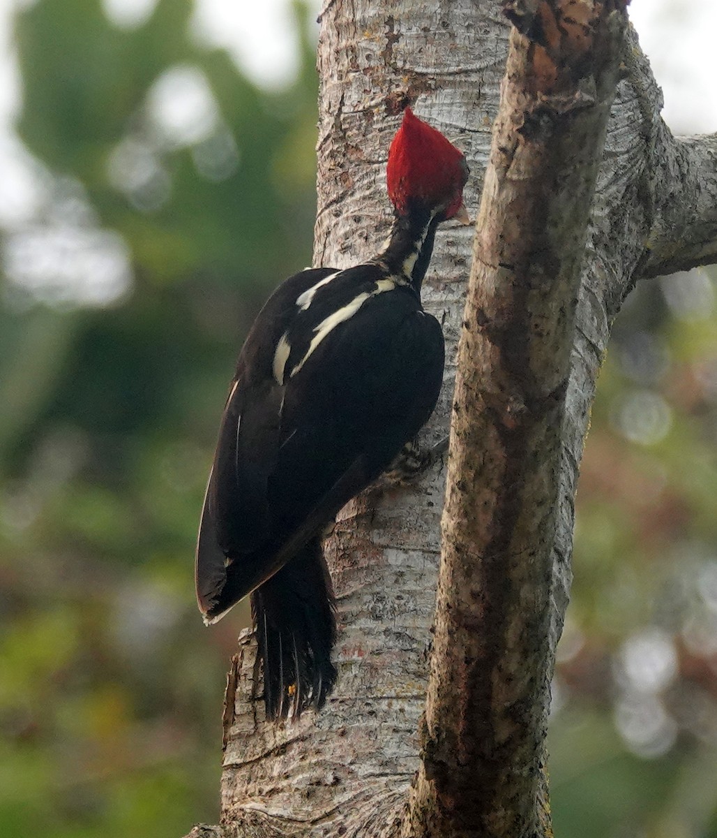 Pale-billed Woodpecker - Paul Bartlett