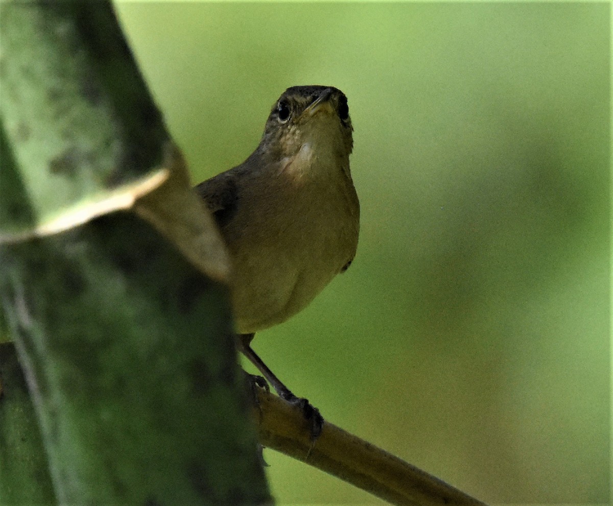 Chochín Criollo - ML620649094