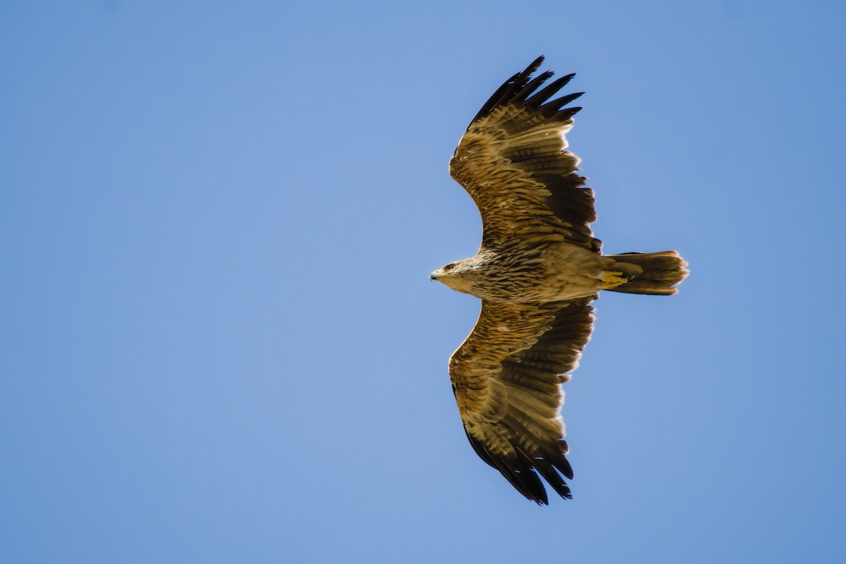 Águila Imperial Oriental - ML620649095