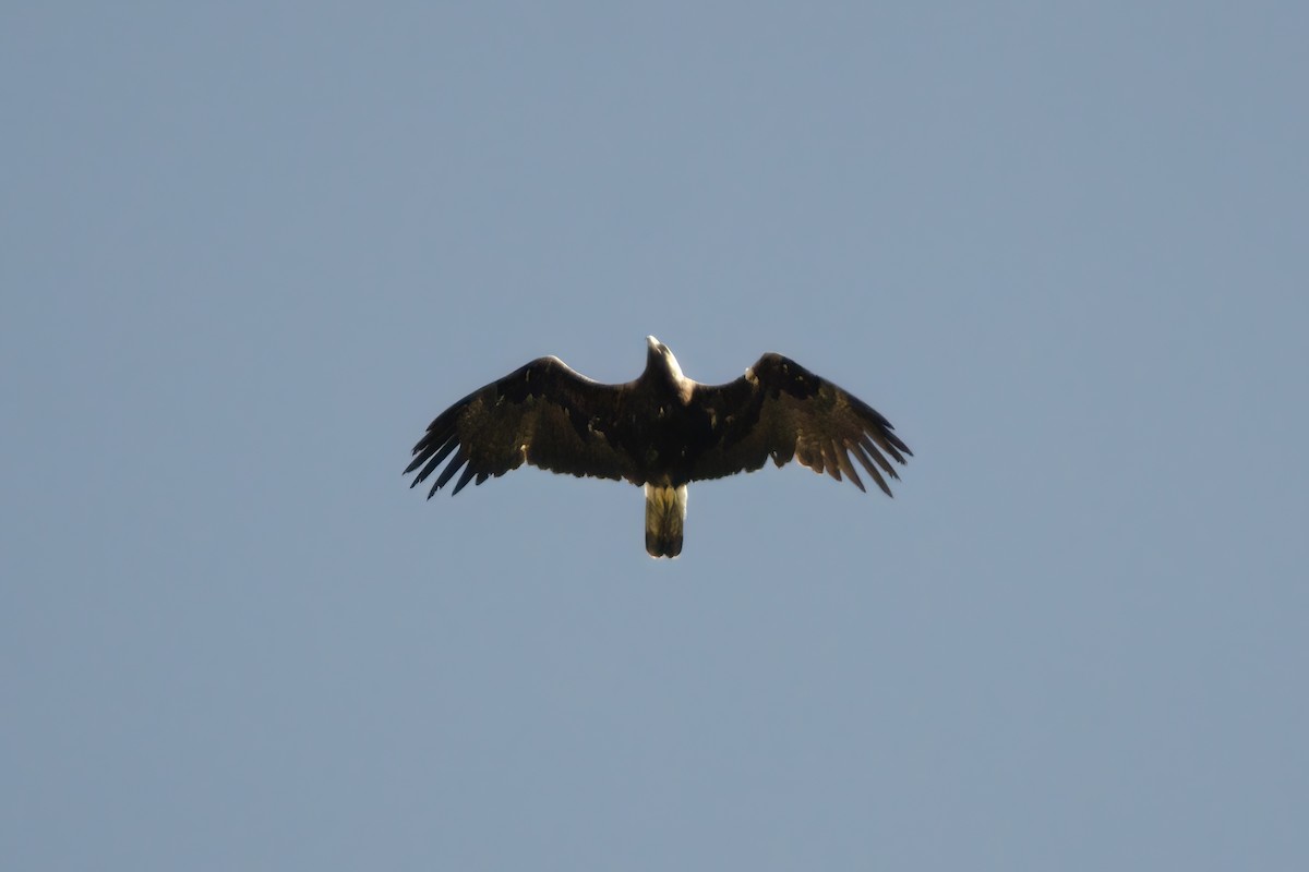 Águila Imperial Oriental - ML620649096