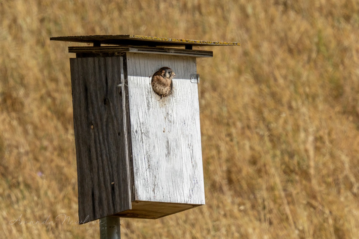 American Kestrel - ML620649100