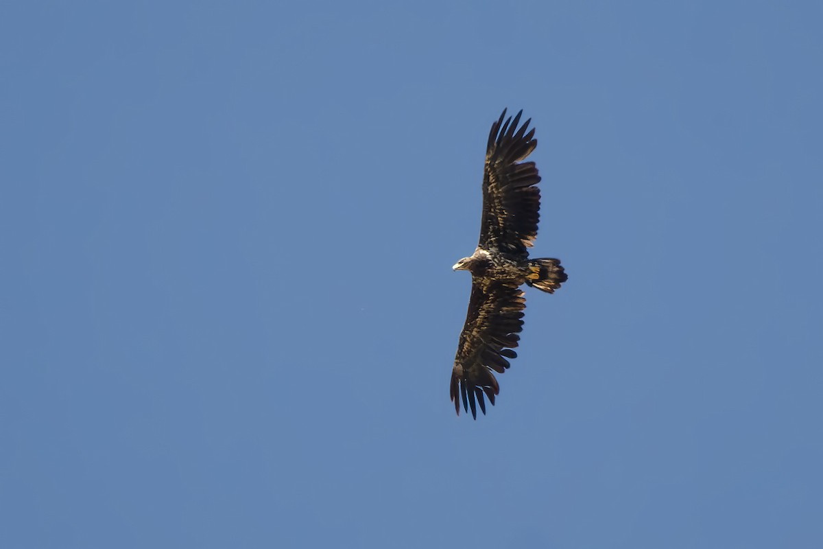 White-tailed Eagle - ML620649101