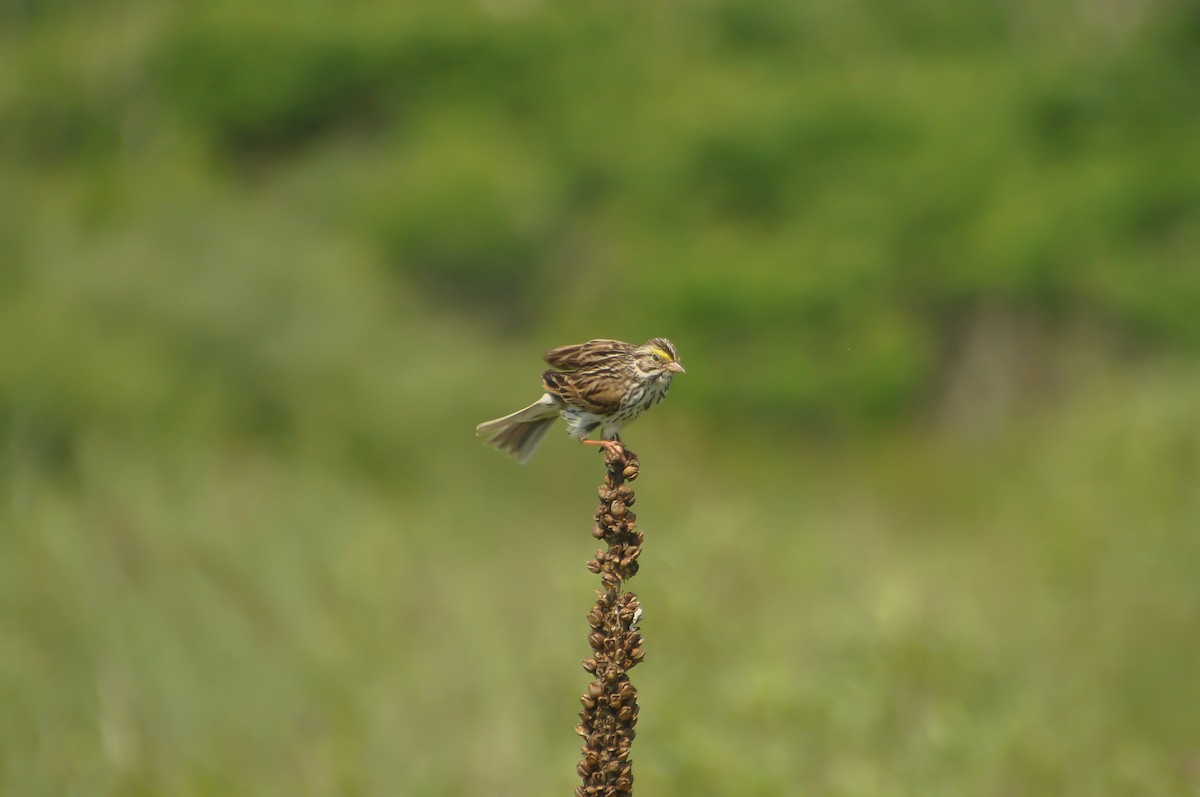 稀樹草鵐 - ML620649103