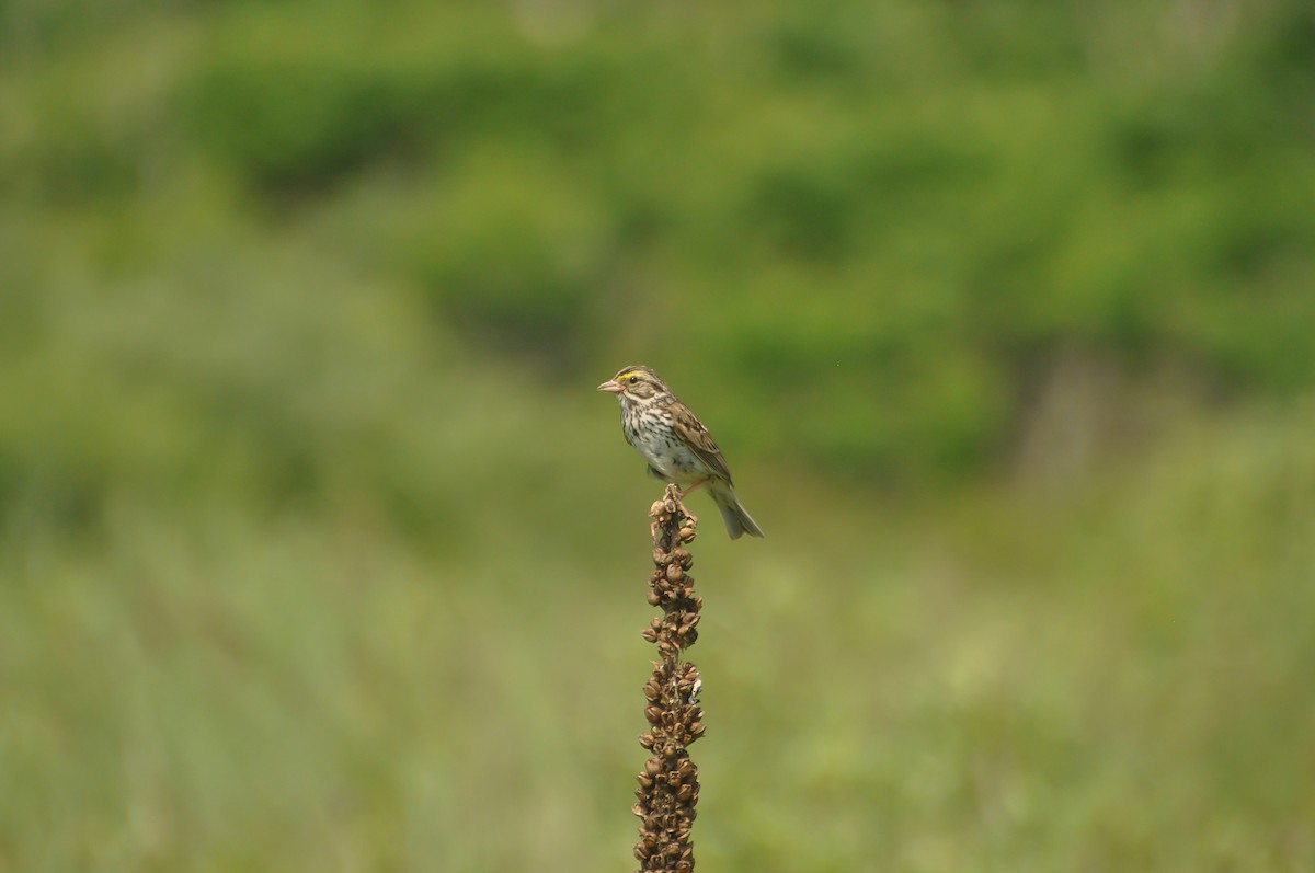 Savannah Sparrow - ML620649104