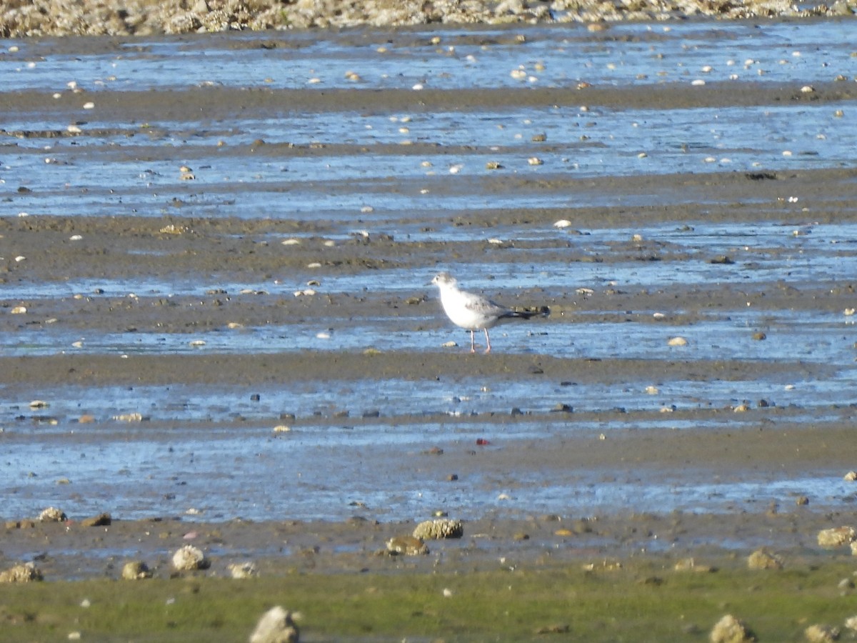 Bonaparte's Gull - ML620649110