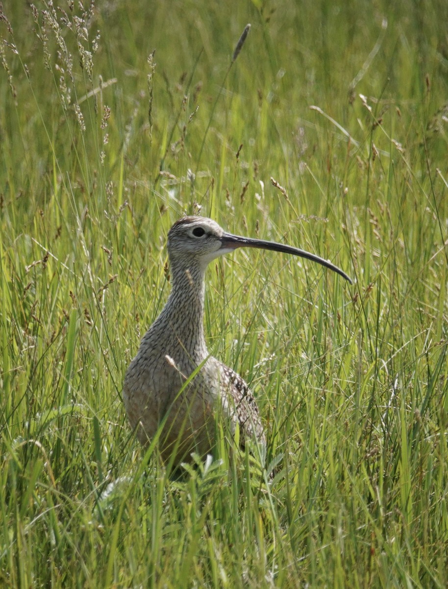 Long-billed Curlew - ML620649112