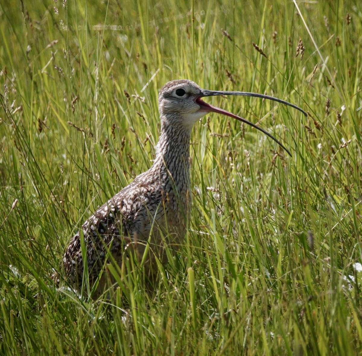 Long-billed Curlew - ML620649113